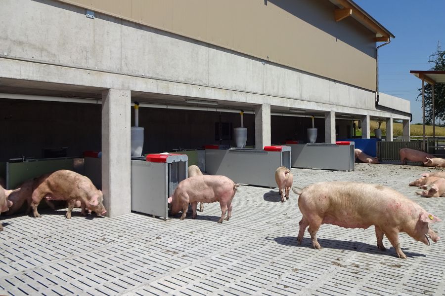 Aussenbereich eines Schweinestalls mit 4 Stationen der Compident Abruffütterung